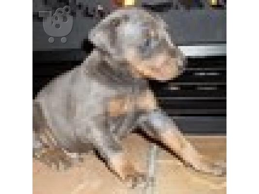 PoulaTo: Doberman  pinscher κουτάβι